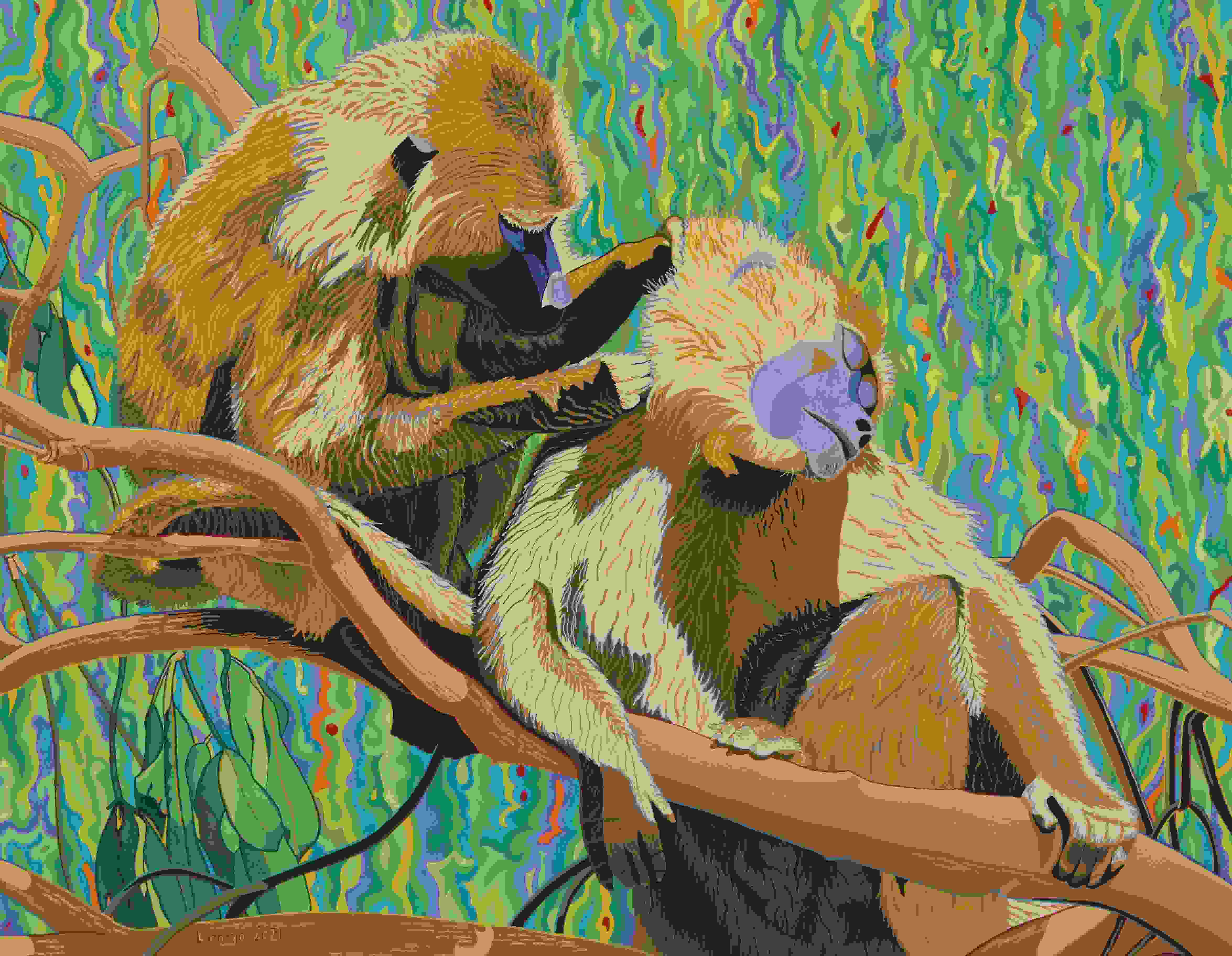 Baboons Grooming